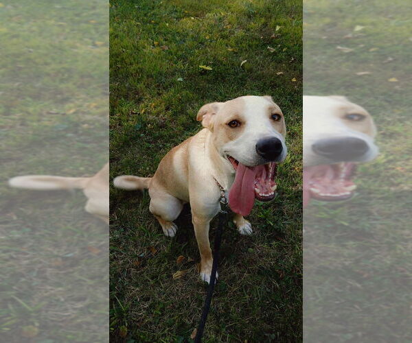 Medium Photo #1 Labrador Retriever-Unknown Mix Puppy For Sale in Bolivar, MO, USA