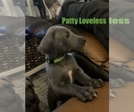 Puppy Patty Loveless Great Dane