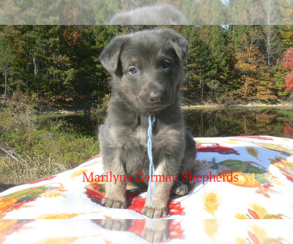 Medium Photo #4 German Shepherd Dog Puppy For Sale in PIEDMONT, MO, USA