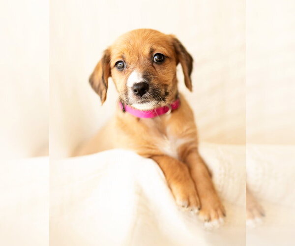 Medium Photo #5 Dachshund Puppy For Sale in Corona, CA, USA