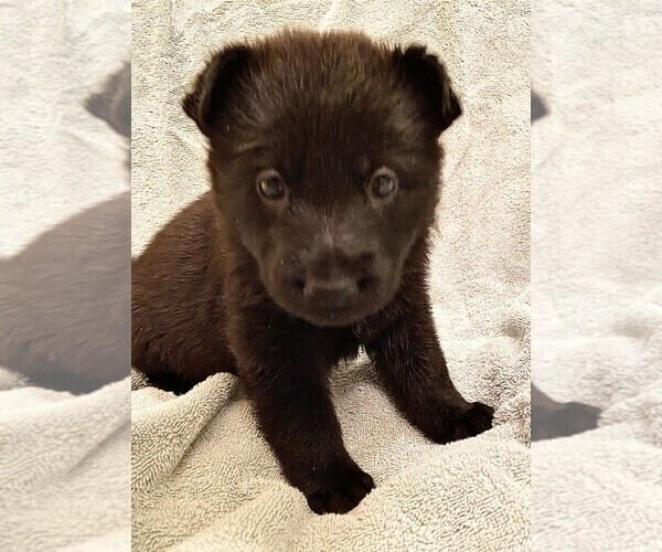 Medium Photo #2 German Shepherd Dog Puppy For Sale in BOKOSHE, OK, USA