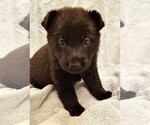 Small #1 German Shepherd Dog