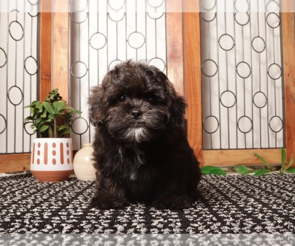 Medium Photo #3 Shorkie Tzu Puppy For Sale in NAPLES, FL, USA