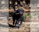 Small Photo #5 Labradoodle Puppy For Sale in McKinney, TX, USA