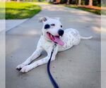 Small #1 Dalmatian Mix