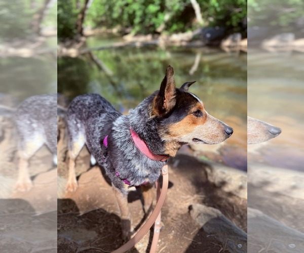 Medium Photo #4 Mutt Puppy For Sale in Rustburg, VA, USA