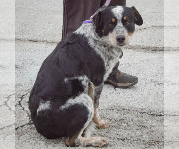Medium Photo #3 Labrador Retriever-Unknown Mix Puppy For Sale in Huntley, IL, USA