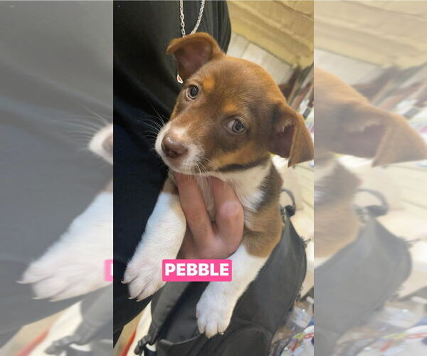 Medium Photo #1 Chipin Puppy For Sale in Foristell, MO, USA