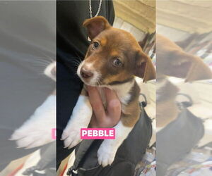 Chipin Dogs for adoption in Foristell, MO, USA