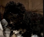 Small #14 Poodle (Toy)-ShihPoo Mix