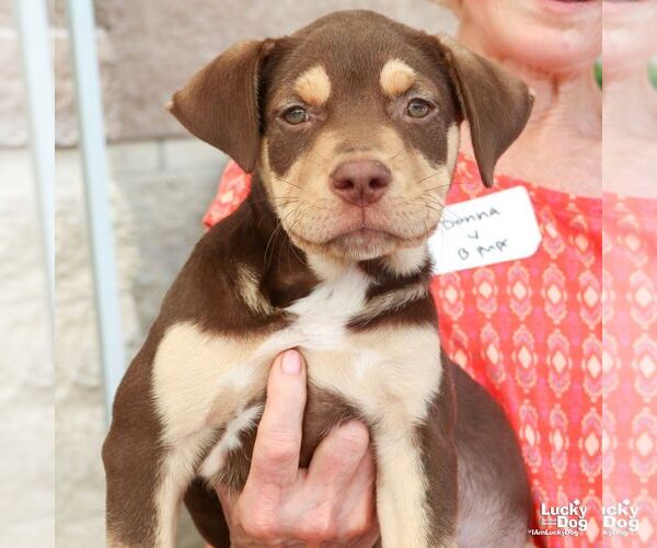 Medium Photo #1 Mutt Puppy For Sale in Washington, DC, USA