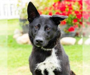 Shollie Dogs for adoption in Camarillo, CA, USA
