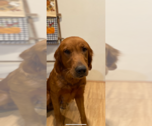 Mother of the Golden Retriever puppies born on 07/30/2023