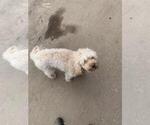Small Photo #1 Poodle (Miniature) Puppy For Sale in ASTATULA, FL, USA