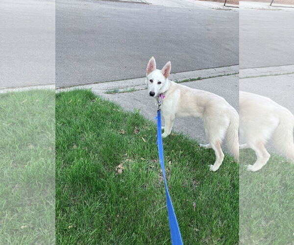 Medium Photo #3 - Mix Puppy For Sale in Hoffman Estates, IL, USA