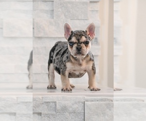 French Bulldog Puppy for sale in CHARLOTTE, NC, USA