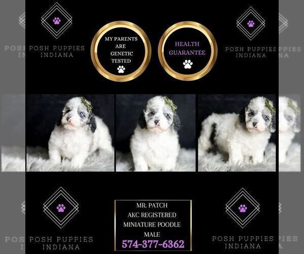 Medium Photo #2 Poodle (Toy) Puppy For Sale in WARSAW, IN, USA