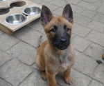 Puppy 1 German Shepherd Dog-Malinois Mix
