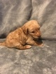 Small Photo #2 Labradoodle Puppy For Sale in FRUITA, CO, USA