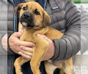 Golden Retriever-Unknown Mix Dogs for adoption in Washington, DC, USA