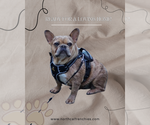 Small French Bulldog