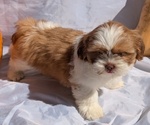Puppy Duke Shih Tzu
