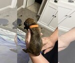 Small Photo #5 Boxer Puppy For Sale in COWETA, OK, USA