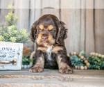 Small #1 Cocker Spaniel