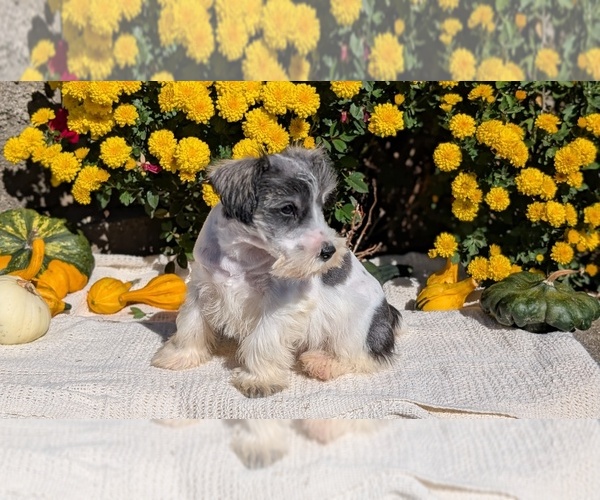 Medium Photo #48 Schnauzer (Miniature) Puppy For Sale in GOSHEN, IN, USA