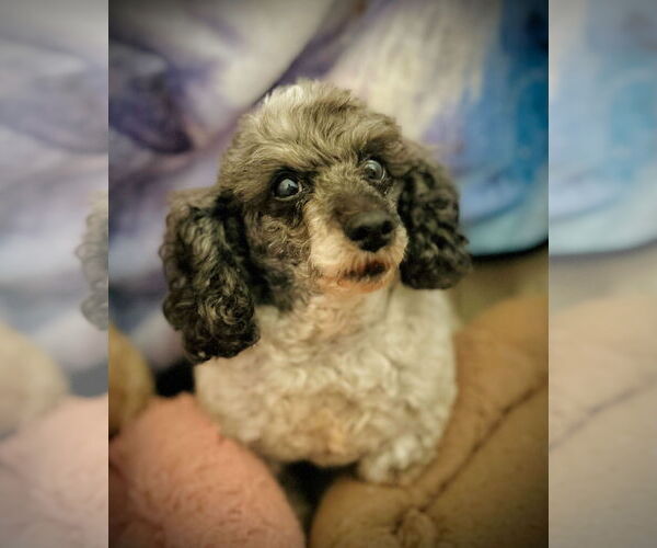 Medium Photo #2 Poodle (Toy) Puppy For Sale in Pacolet, SC, USA