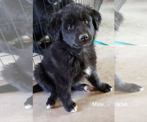 Collie-German Shepherd Dog Mix Puppy for sale in BELLVUE, CO, USA