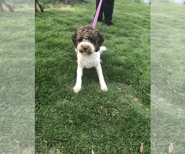 Medium Photo #1 Lagotto Romagnolo Puppy For Sale in MONDOVI, WI, USA