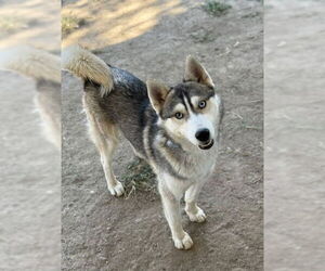 Siberian Husky Dogs for adoption in Riverside, CA, USA