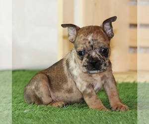 French Bulldog Puppy for sale in MARSHFIELD, MO, USA