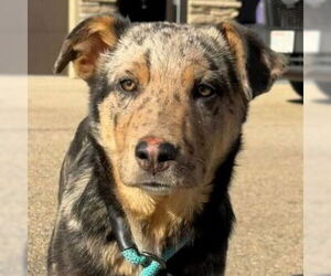 Mutt Dogs for adoption in Jefferson, WI, USA