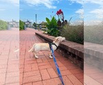Small Photo #9 Mutt Puppy For Sale in Derwood, MD, USA