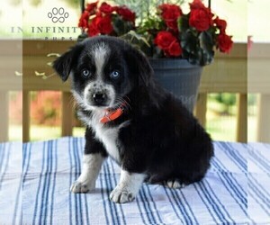 Miniature Australian Shepherd Puppy for Sale in REBERSBURG, Pennsylvania USA