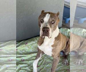 Calvin - Male American Staffordshire Terrier-Unknown Mix Dog for Adoption - Photo #5