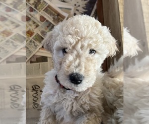 Goldendoodle-Poodle (Standard) Mix Puppy for sale in FOUNTAIN, CO, USA