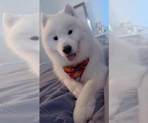 Father of the Samoyed puppies born on 08/15/2025