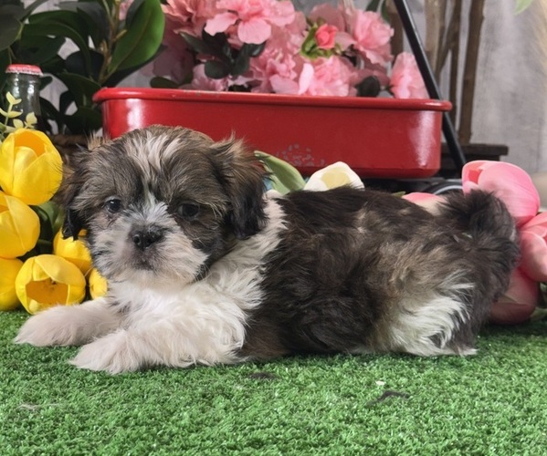 Medium Photo #3 Shih Tzu Puppy For Sale in CANOGA, NY, USA