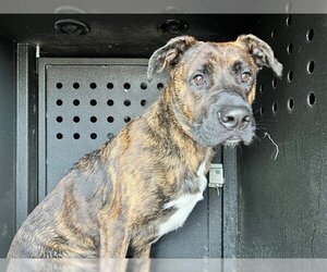 Mastiff-Unknown Mix Dogs for adoption in Orange, CA, USA