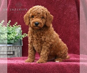 Goldendoodle (Miniature) Puppy for sale in EPHRATA, PA, USA