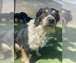 Small #2 Australian Mountain Dog