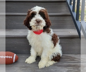 Cockapoo (Miniature) Puppy for sale in WOOSTER, OH, USA