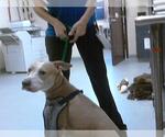 Small American Pit Bull Terrier Mix