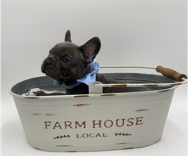 Medium Photo #1 French Bulldog Puppy For Sale in LUSBY, MD, USA