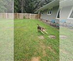 Small #2 German Shepherd Dog-Huskies  Mix