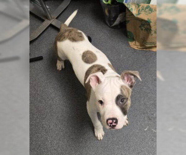 Medium Photo #1 Mutt Puppy For Sale in Glen Allen, VA, USA