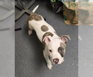Mutt Dogs for adoption in Glen Allen, VA, USA